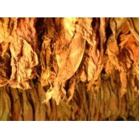 tobacco-flavors